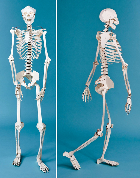 Illustration for article titled A Textbook That Turns Into a Lifesize Paper Skeleton Should be Standard at Med Schools